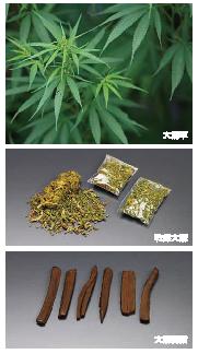 大麻