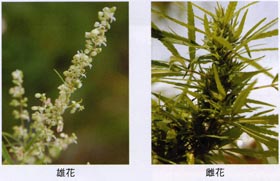 大麻(花)