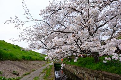新川に咲く桜