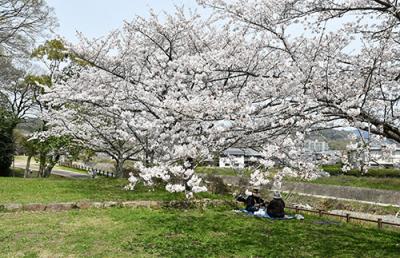 芥川緑地に咲く桜