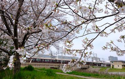 中川町付近に咲く桜