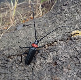 クビアカツヤカミキリ成虫（画像提供：大阪府立環境農林水産研究所）