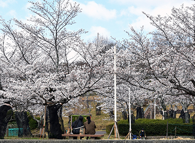 摂津峡公園の桜