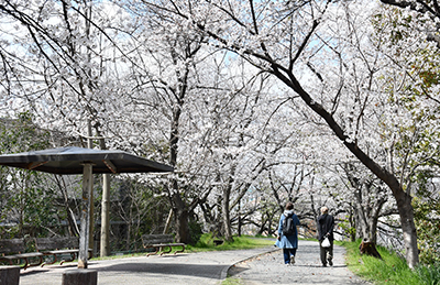 玉川の里の桜