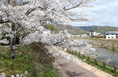 芥川緑地の桜