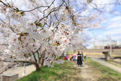芥川堤防の桜