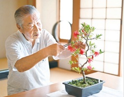 さつき盆栽を手入れする人