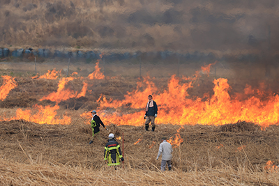 燃え広がるヨシ原