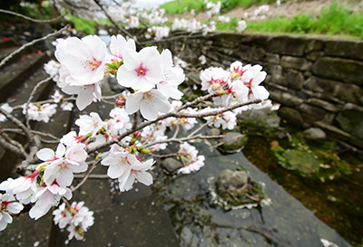 新川の桜