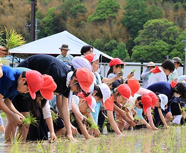樫田小田植え