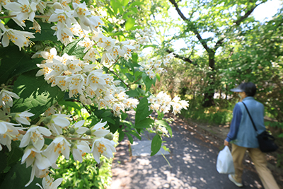 玉川の里のウノハナ