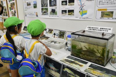 水槽を見る幼児