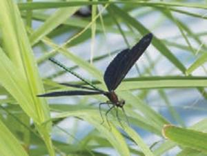 成熟したオスのハグロトンボ
