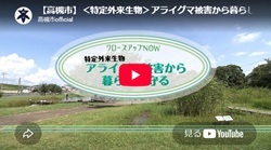 クローズアップNOW「＜特定外来生物＞アライグマ被害から暮らしを守る」動画画面