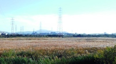 鵜殿の画像