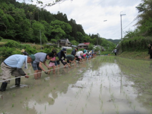 田植え体験写真