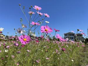 コスモスロードでの開花風景
