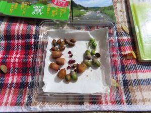 自然観察会「あくあぴあ公園博物館-紫町公園で自然さがし-」