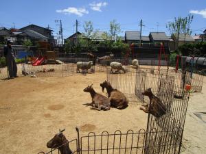 移動動物園の様子